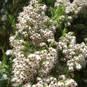 Calluna vulgaris